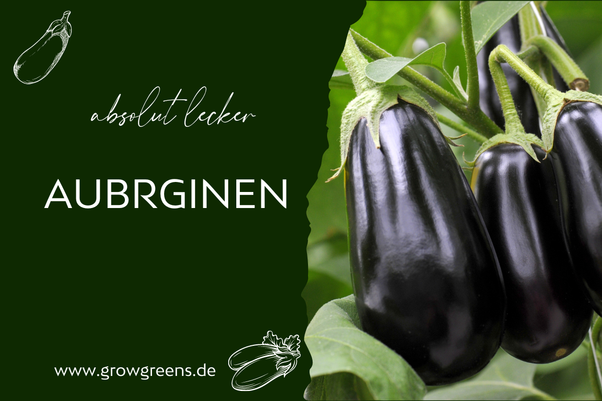 Aubergine Samen Pflanze Auberginen in deinem Garten Growgreens