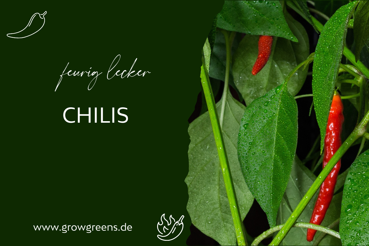 Chili Samen Anbau im Garten - So einfach geht's
