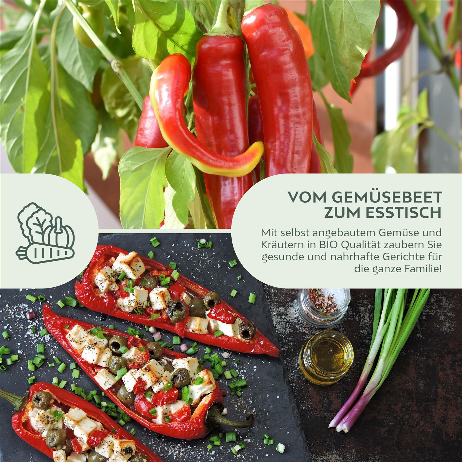 BIO Paprika Samen (Long Red Marconi) - Rote Paprika Saatgut aus biologischem Anbau (10 Korn)