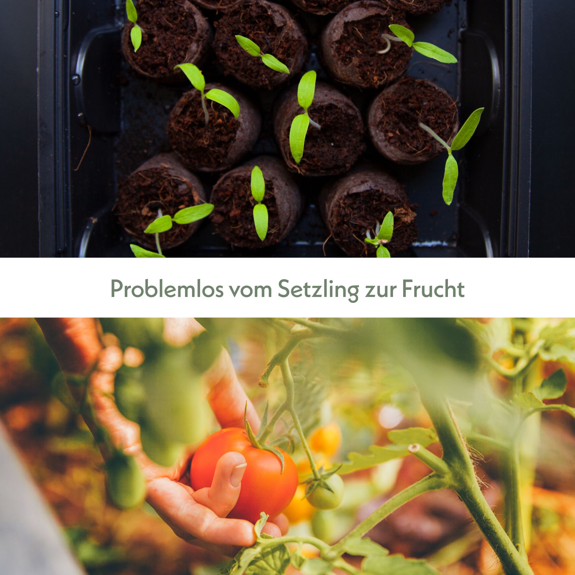 Gewächshaus Set mit 60 Kokostabs - Für die Anzucht von Kräutern, Gemüse & Blumen