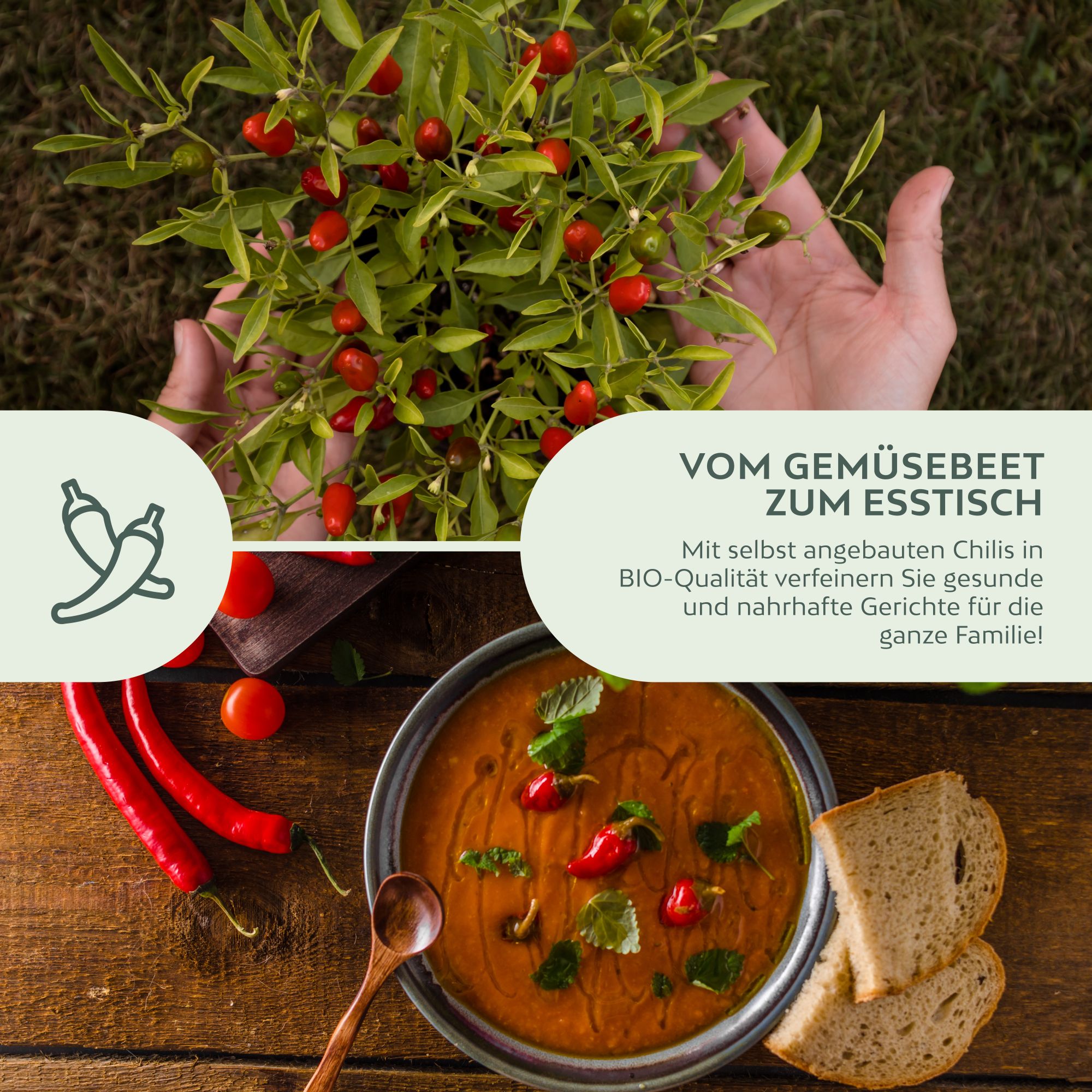 BIO Chilisamen Set (5 Sorten) - Chili Saatgut aus biologischem Anbau