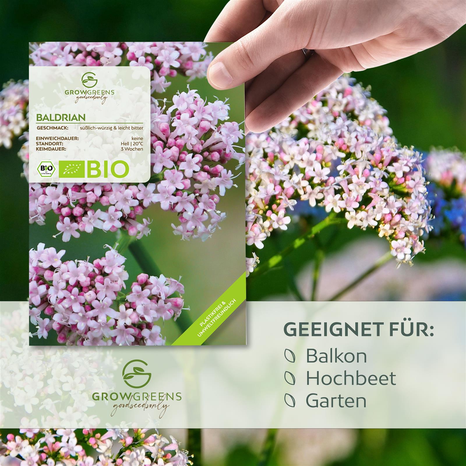 BIO Baldrian Samen - Heilkräuter Saatgut aus biologischem Anbau (200 Korn)