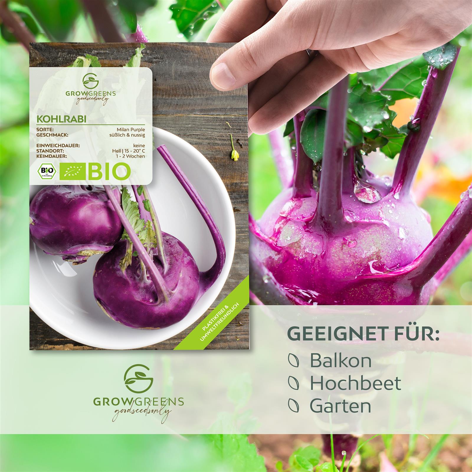 BIO Lila Kohlrabi Samen (Milan Purple) - Kohlrabi Saatgut aus biologischem Anbau (300 Korn)