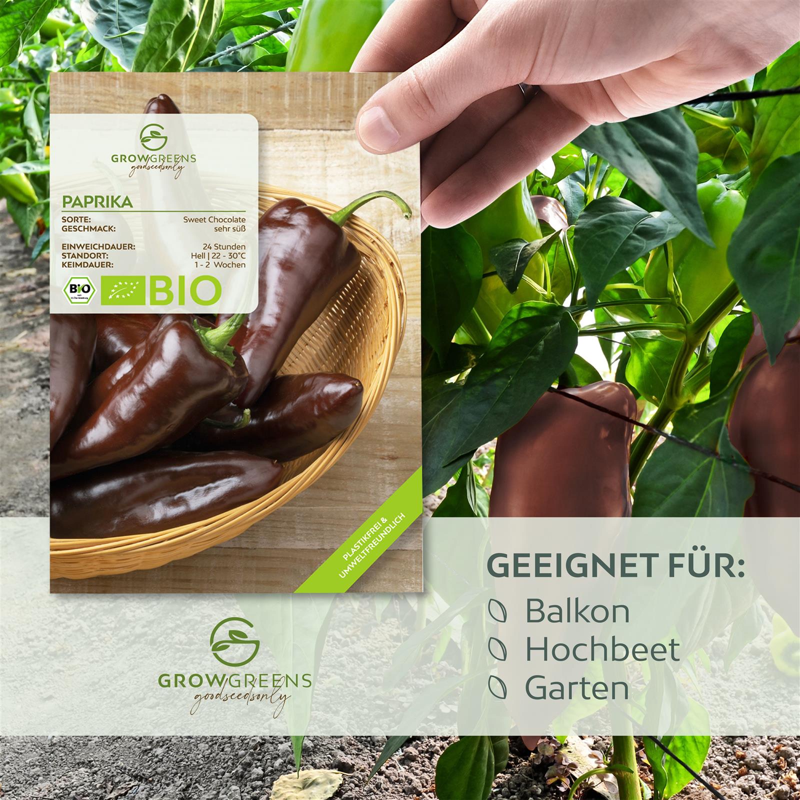 BIO Paprika Samen (Sweet Chocolate) - Paprika Saatgut aus biologischem Anbau (10 Korn)