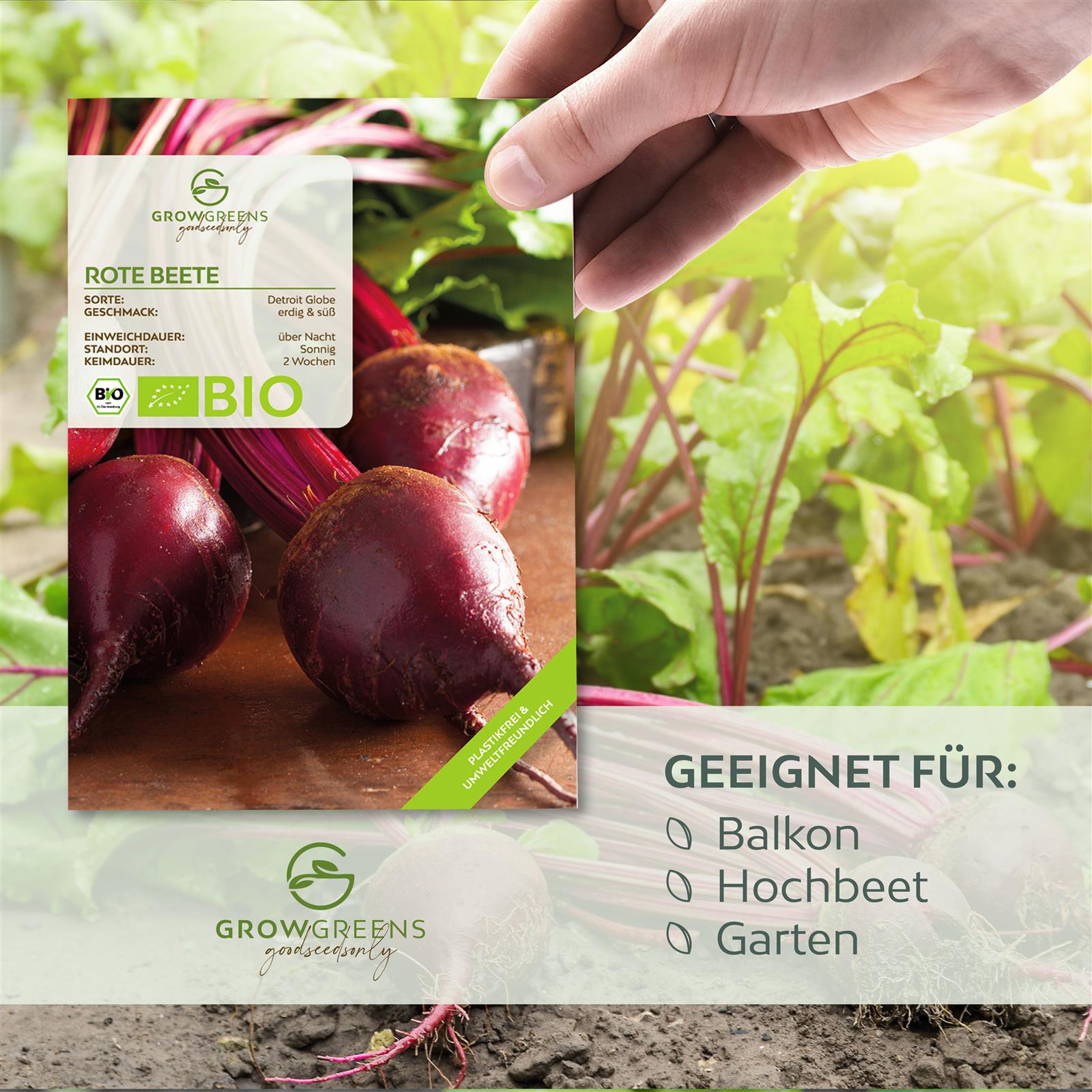 BIO Rote Beete Samen (Detroit Globe) - Rote Bete Saatgut aus biologischem Anbau (50 Korn)