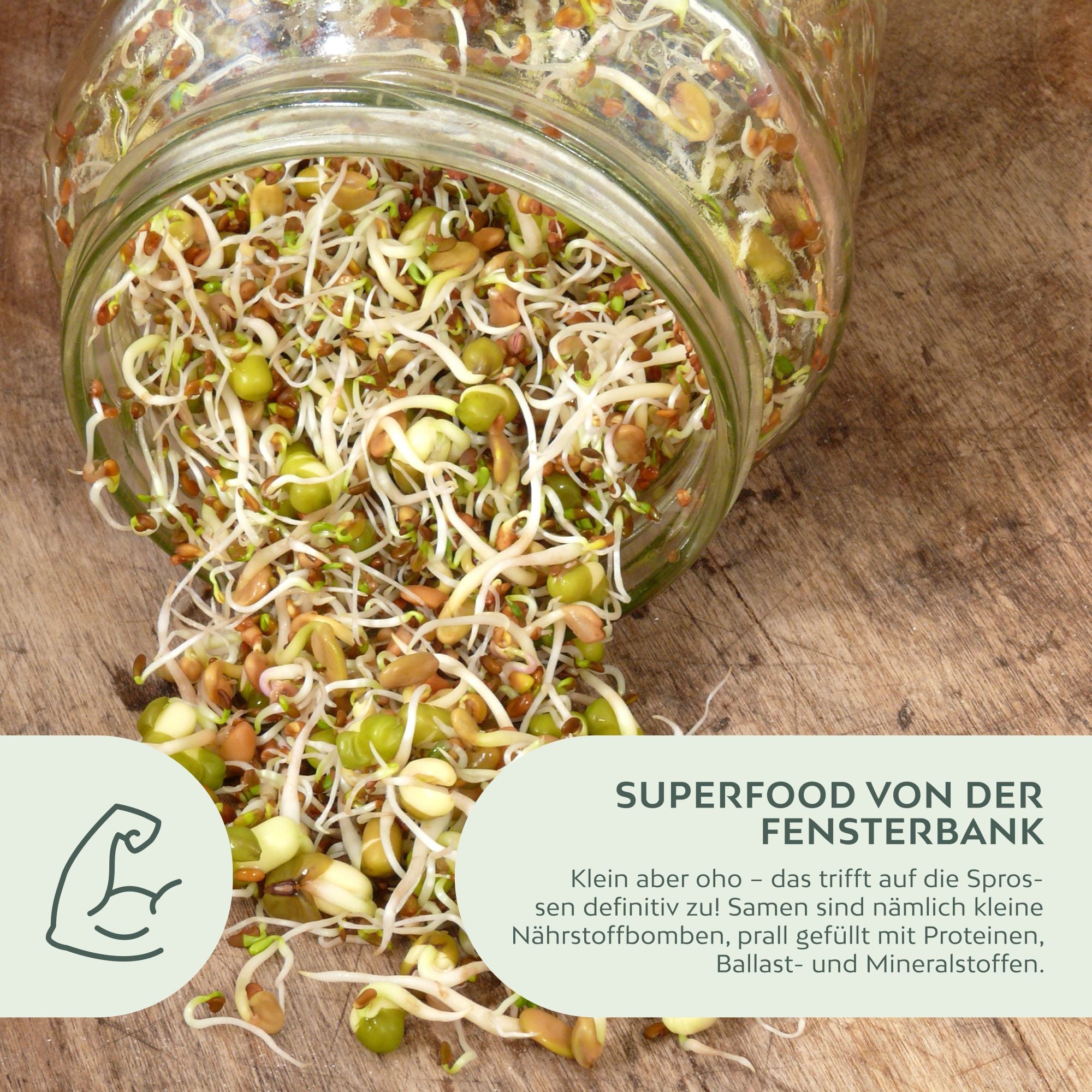 BIO Sprossen Samen (6 Sorten) - Microgreens Saatgut ideal für die Anzucht von knackigen Keimsprossen