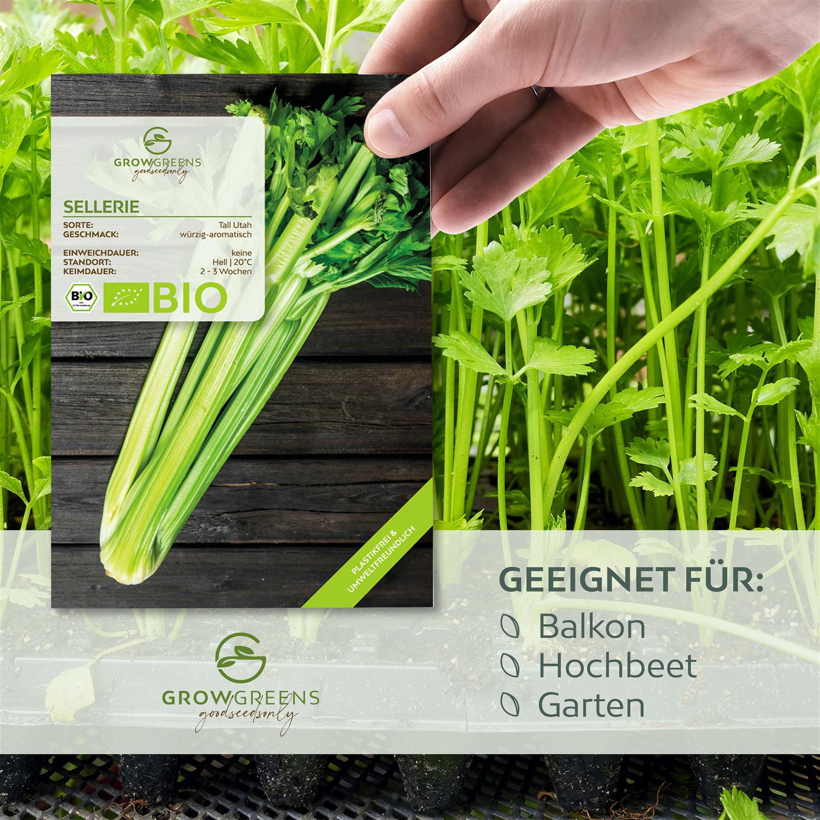BIO Selleriesamen (Tall Utah) - Staudensellerie Saatgut aus biologischem Anbau (250 Korn)
