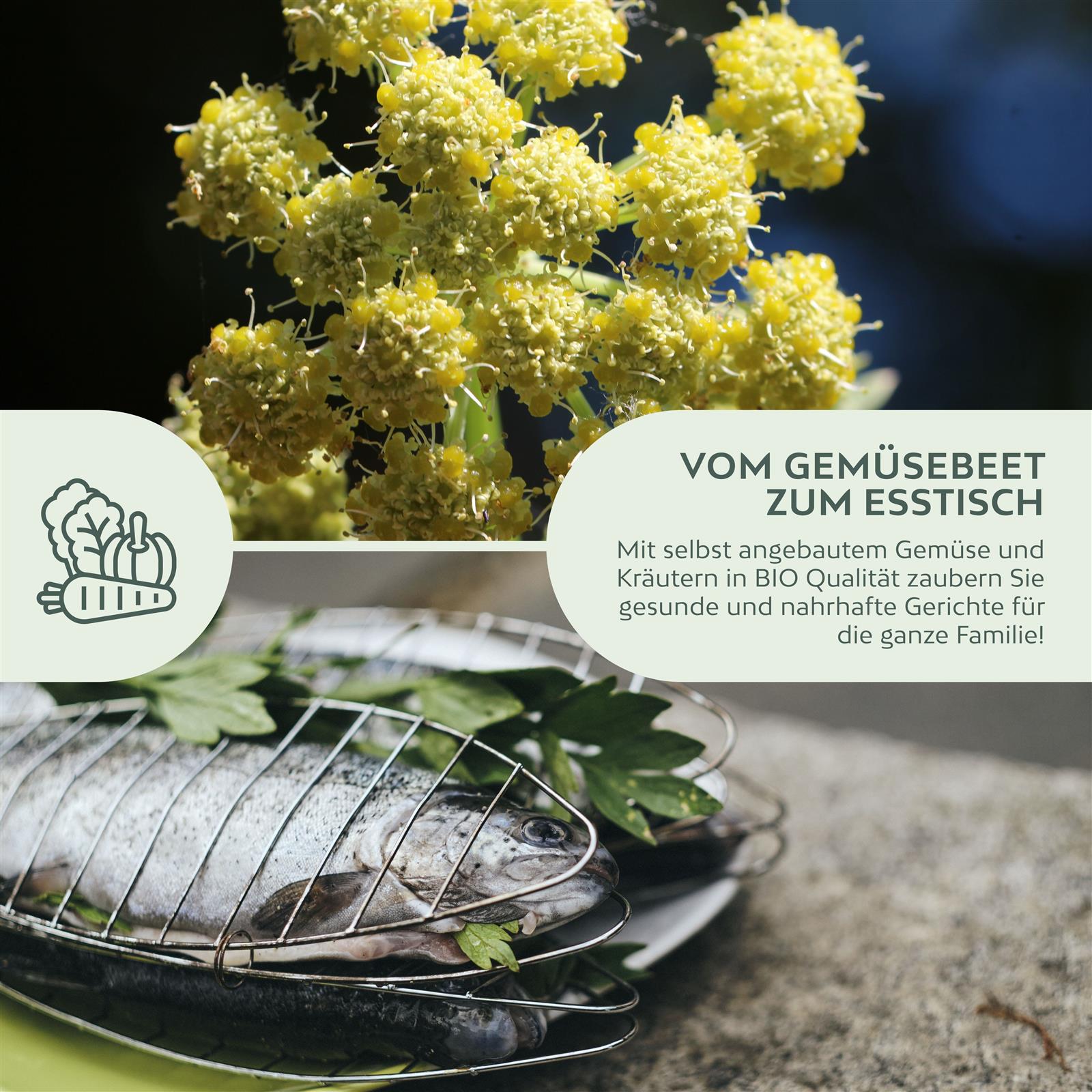 BIO Liebstöckel Samen - Küchenkräuter Saatgut aus biologischem Anbau (50 Korn)