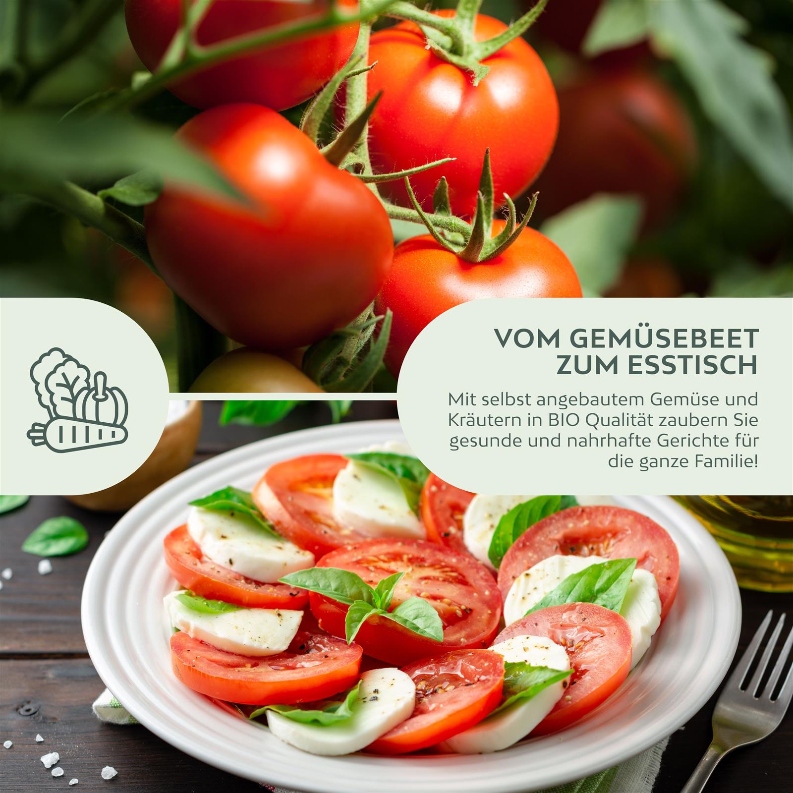BIO Tomatensamen (Matina) - Tomaten Saatgut aus biologischem Anbau (10 Korn)