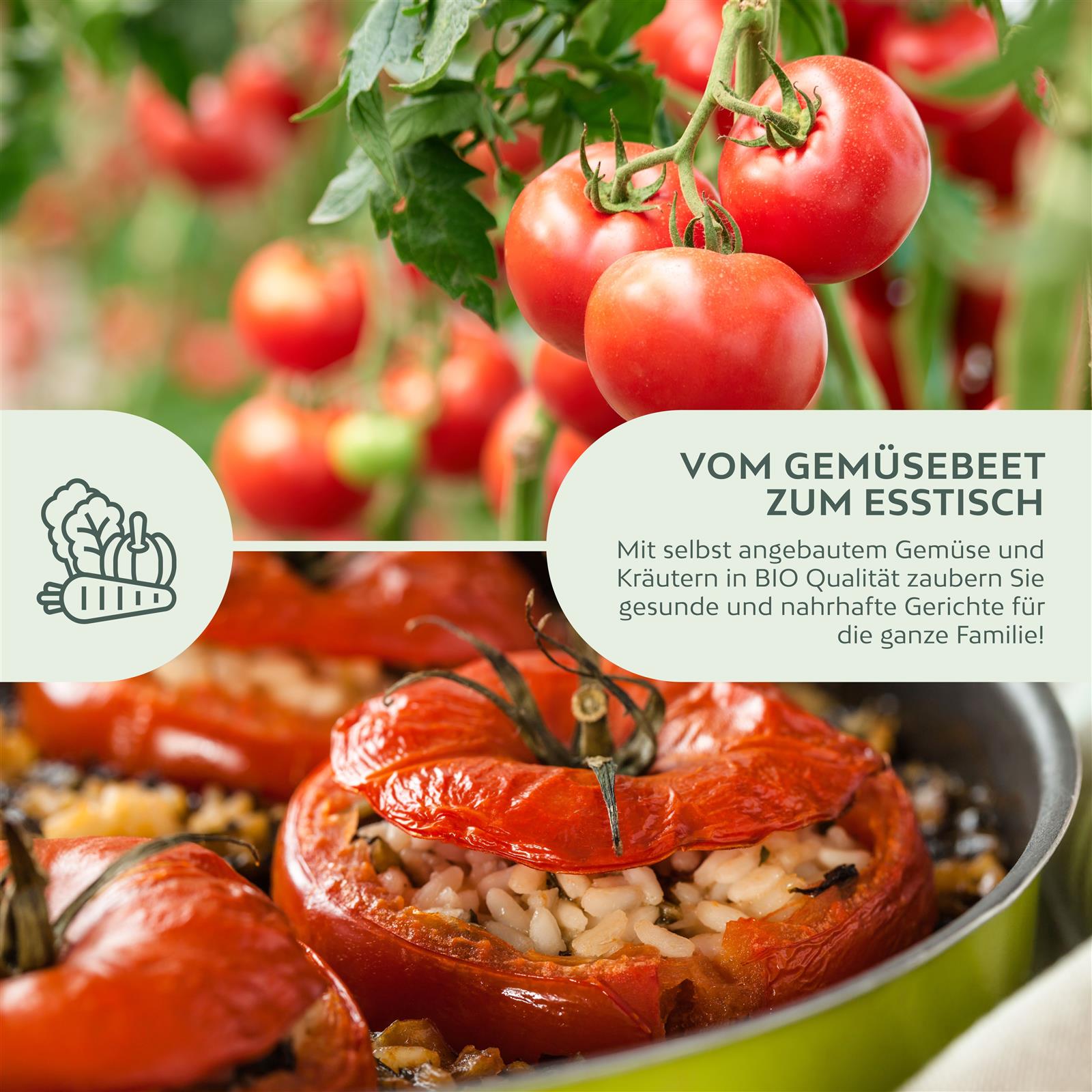 BIO Tomatensamen (Berner Rose) - Tomaten Saatgut aus biologischem Anbau (10 Korn)