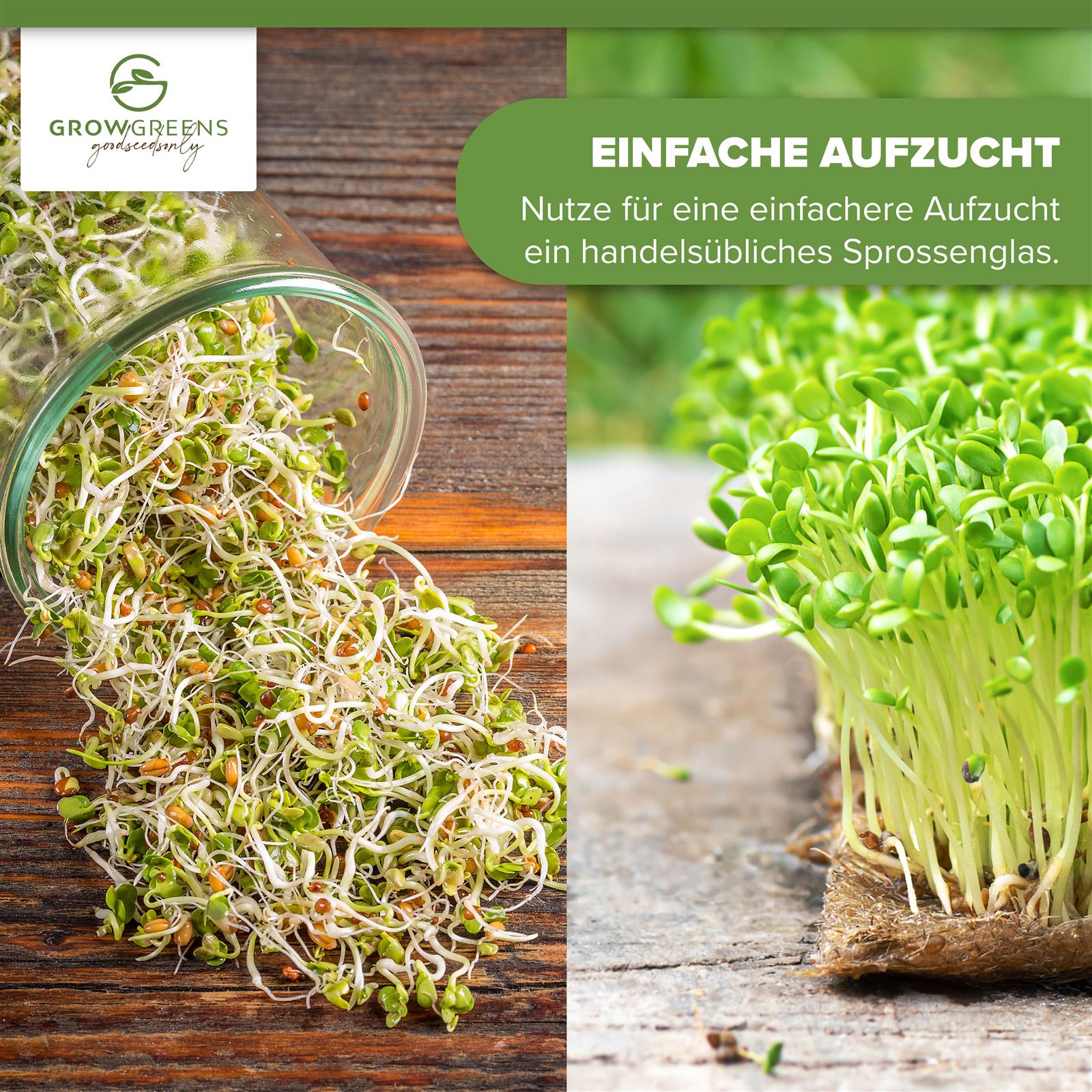 BIO Brokkoli Sprossen Samen (50g) - Microgreens Saatgut ideal für die Anzucht von knackigen Keimsprossen